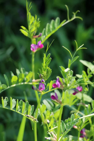 Black Pea Vicia Sativa Subsp Nigra Grows Grasses Wild — Stock Photo, Image