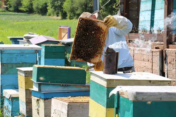 Ein Imker Inspiziert Bienenwaben Bei Einem Nomadischen Imker — Stockfoto