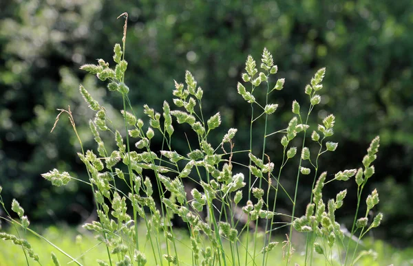 Лугу Цветет Ценная Трава Dactylis Glomerata — стоковое фото