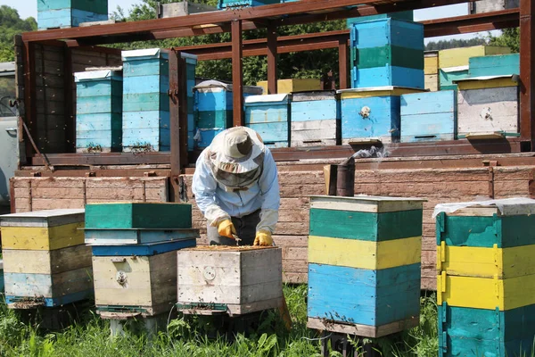 Een Imker Inspecteert Bijenkammen Een Nomadische Imker — Stockfoto