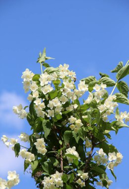 Bahçede bahar çiçek açıyor yasemin çalısı