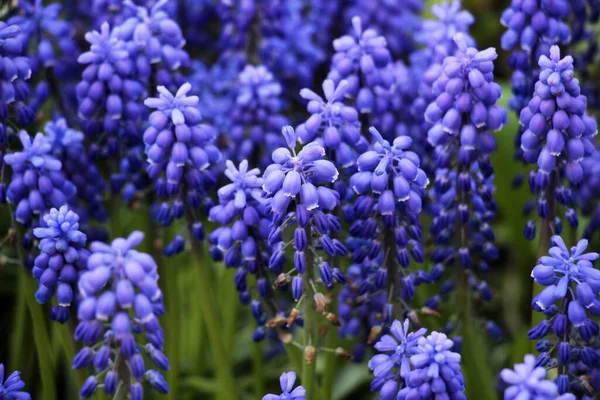 Muscari Blooms Flowerbed Spring — Stock Photo, Image