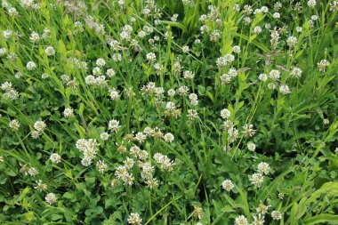 White creeping (Trifolium repens) clover grows in nature in summer