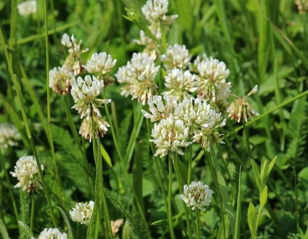 White Creeping Trifolium Repens Clover Grows Nature Summer — Photo