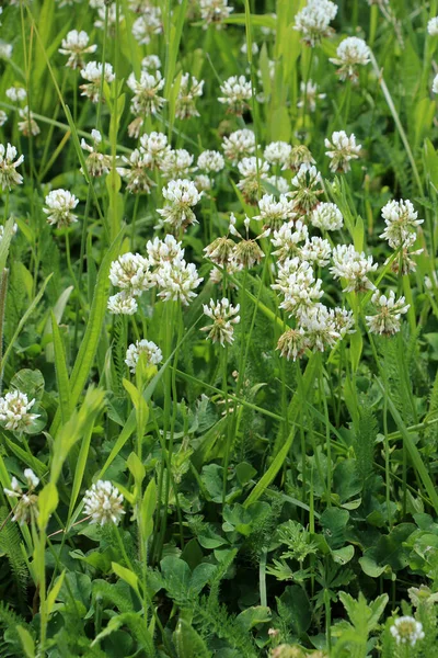 Beyaz Sürünen Yonca Trifolium Pişmanlık Yazın Doğada Büyür — Stok fotoğraf
