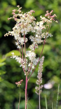 Vahşi doğada, Filipendula otların arasındaki çayırda çiçek açar.