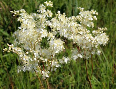 Vahşi doğada, Filipendula otların arasındaki çayırda çiçek açar.