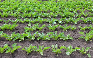 Yazın başında, bir tarlada şeker pancarları yetişir.