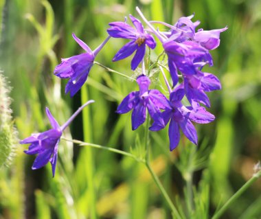 Consolida regalis tarlada ekinlerin arasında çiçek açıyor.
