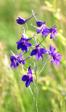 Consolida regalis tarlada ekinlerin arasında çiçek açıyor.