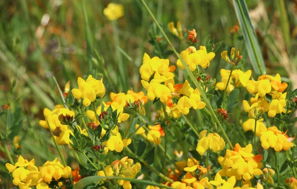 Lotus Corniculatus Pousse Dans Prairie Parmi Les Herbes Sauvages — Photo
