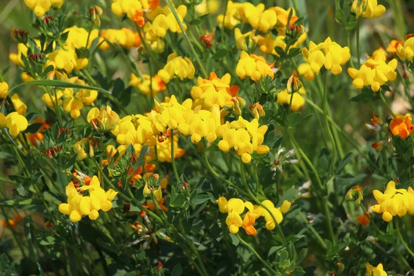 Lotus Corniculatus Pousse Dans Prairie Parmi Les Herbes Sauvages — Photo