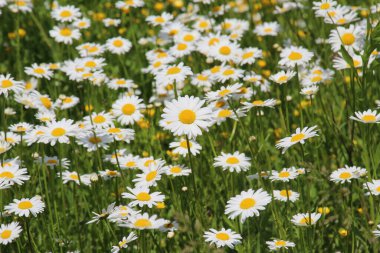 Papatyalar vahşi doğada açar (Leucanthemum vulgare)