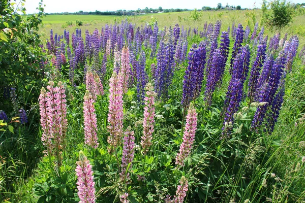 Lupine çok yapraklı (Lupinus polyphyllus) bir çayırda yetişir.