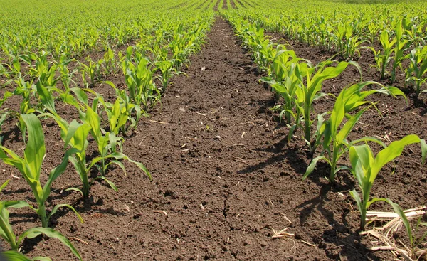 Het Voorjaar Kwamen Jonge Maïsspruiten Een Boerenveld — Stockfoto