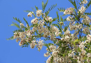 Baharda, beyaz akasya (Robinia psödoacia) vahşi doğada çiçek açar.