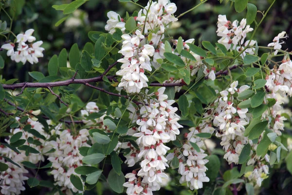Printemps Acacia Blanc Robinia Pseudoacacia Fleurit Dans Nature — Photo