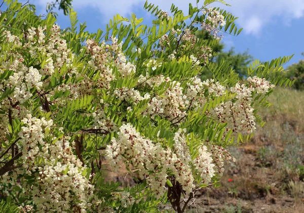 stock image In the spring, white acacia (Robinia pseudoacacia) blossoms in the wild