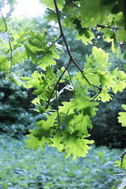 A valuable oak tree with a branch and leaves