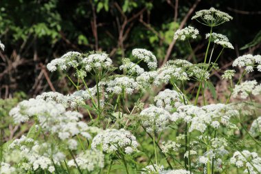 Aegopodyum podagraria vahşi doğada bir ot gibi büyüyor.