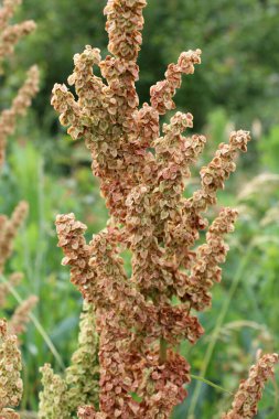 Vahşi doğada yetişen bir tarla kuşu çalısı (Rumex confertus).