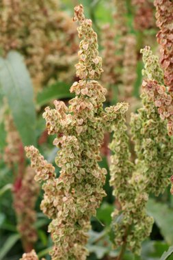 Vahşi doğada yetişen bir tarla kuşu çalısı (Rumex confertus).
