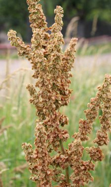 Vahşi doğada yetişen bir tarla kuşu çalısı (Rumex confertus).