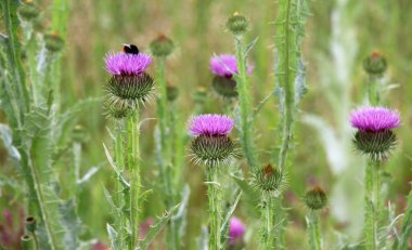 Uzun ve dikenli devedikeni (Onopordum acanthium) vahşi doğada yetişir.