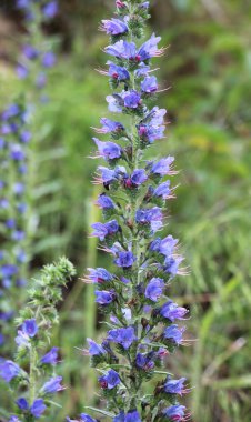Doğada, yabani otların arasında Echium vulgare çiçek açar.