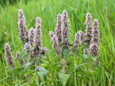 Stachys Germanica yabani otlar arasında yetişir.