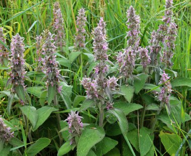 Stachys Germanica yabani otlar arasında yetişir.