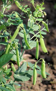 Bezelye baklayeşil bir çalı üzerinde bir alanda olgunlaştırmak