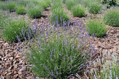 Çiçeklerin üzerinde lavanta çalıları açıyor