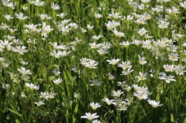 Vahşi ormanda bahar, Stellaria holostea çiçeğini açar.
