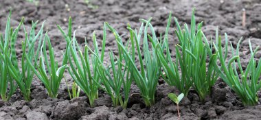Baharda, genç yeşil uzun ömürlü soğan şelalede yetişir.