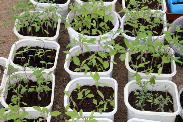 Plastiktöpfe Werden Verwendet Sämlinge Von Gemüse Und Blumen Anzubauen — Stockfoto