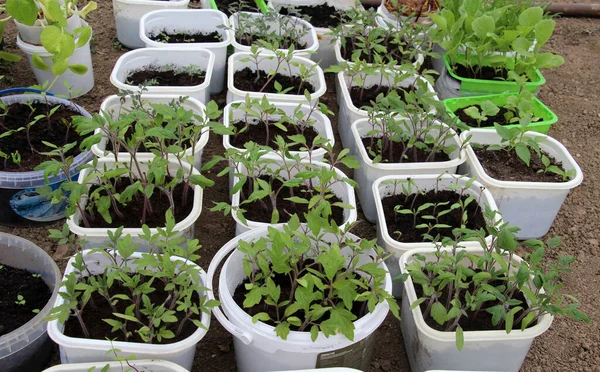 Plastiktöpfe Werden Verwendet Sämlinge Von Gemüse Und Blumen Anzubauen — Stockfoto