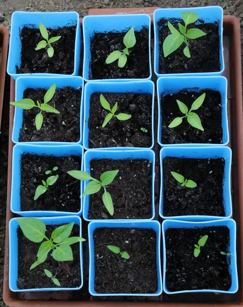 Plastic Pots Used Grow Seedlings Vegetables Flowers — Stock Photo, Image