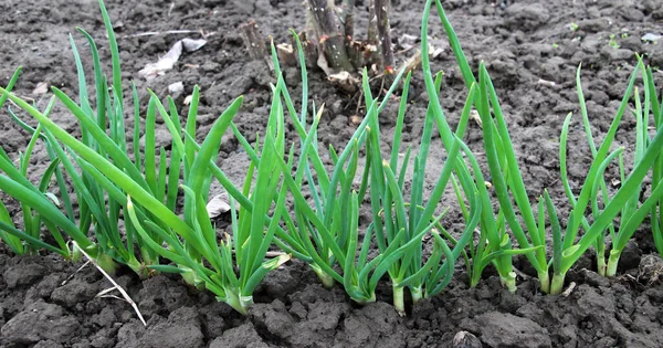 Spring Young Green Perennial Onion Grows Garde — Stock Photo, Image