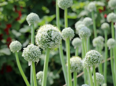 Vegetable onions, which is grown on the seeds, bloom in the garden
