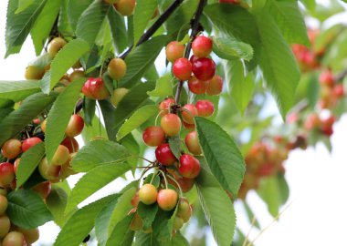 Ağaç dalında olgunlaşmış kiraz (Prunus avium) üzümleri