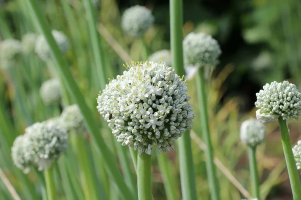 Vegetable Onions Which Grown Seeds Bloom Garden — Stok fotoğraf