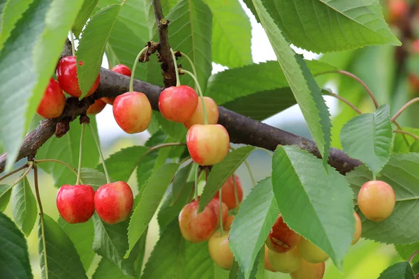 Prunus Avium 열매가 나뭇가지에 익는다 — 스톡 사진