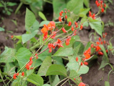 Genel fasulye (Fhaseolus vulgaris) bahçede açık alanda çiçek açar