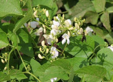 Genel fasulye (Fhaseolus vulgaris) bahçede açık alanda çiçek açar