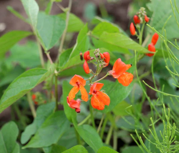 stock image Common bean (Phaseolus vulgaris) blooms in open ground in the garden