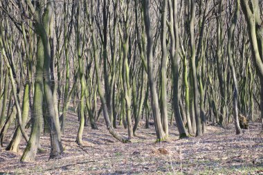 Hornbeam ağaçları ormanda yetişir. 