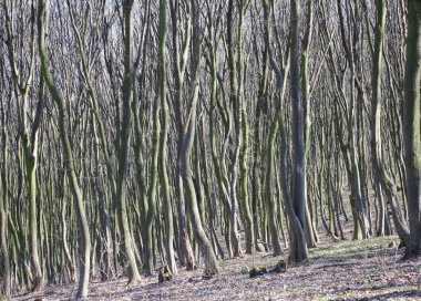 Hornbeam ağaçları ormanda yetişir. 