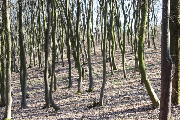 Hainbuchen Wachsen Wald — Stockfoto
