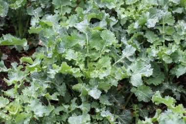 Baharda, tarlada kolza tohumu yetişir. 